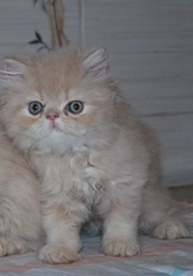 котенок перса