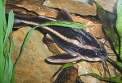 аквариумные рыбки - сомик платидорас