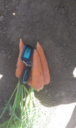 Морковь оптом напрямую с фермерского хозяйства (от 20 тонн)