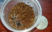 Продаю малышей L2-4 пауков птицеедов вида Brachypelma vagans