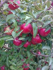 Яблоки из Молдовы цены от производителя самые низкие