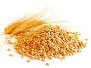 Пшеница,  ячмень