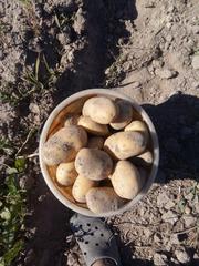 Картофель продовольственный. Урожай 2018г.